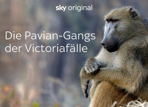 Die Pavian-Gangs der Victoriafälle | Sky X