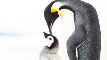 Pinguine - Eine faszinierende Familie