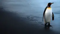 Der König der Pinguine