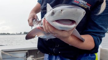 Baby-Haie: Vom Ei zum Jäger