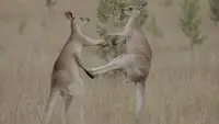 Das geheime Leben der Kängurus
