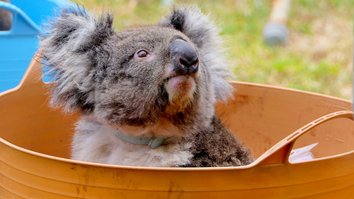 Die Koala-Retter