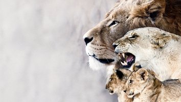 Die Dynastie der Löwen