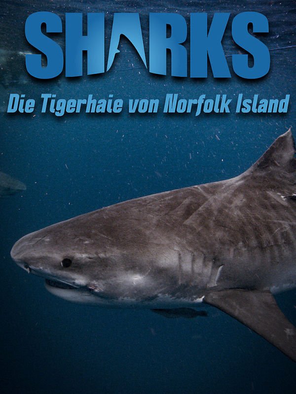 Die Tigerhaie von Norfolk Island
