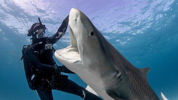 Laws of Jaws - Das Gesetz der Haie 2