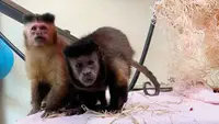 Monkey Life
