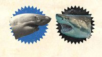 Phred vs. Slash - Duell der Hai-Giganten