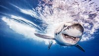 Air Jaws: Sprungparade der Weißen Haie