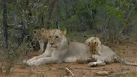 Die Könige der Wildnis
