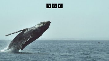 Buckelwale: Eine Detektivgeschichte