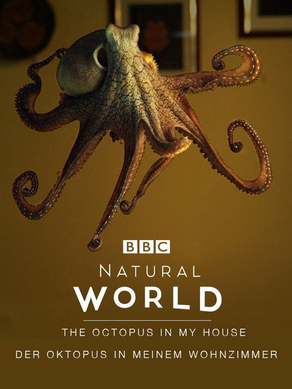 Der Oktopus in meinem Wohnzimmer
