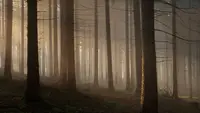 Die Geheimnisse der verwunschenen Wälder
