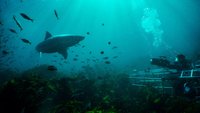 Shark Lockdown - Meere ohne Menschen
