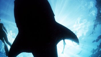 Giant Sharks - Hai-Expedition vor Kuba