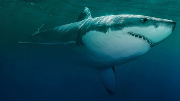 Die große Hai-Zählung