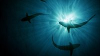 Sharkwrecked - Hai-Survival im Pazifik