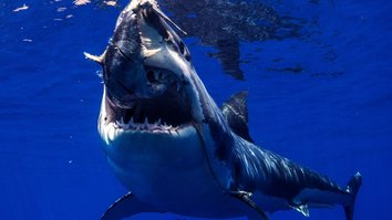 Air Jaws: Haie auf Medaillenkurs
