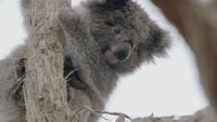 Das geheime Leben der Koalas