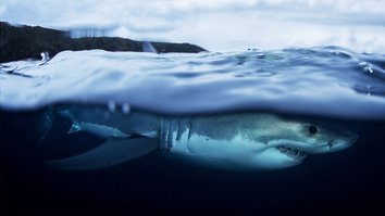 Air Jaws: Weiße Haie vor Neuseeland