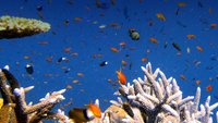 Terra X: Geheimnisse der Tiefsee - In den Höhlen der Korallenriffe