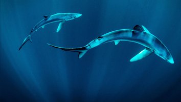 Ausgestorben oder nicht: The Lost Shark