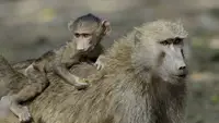 Land der Primaten