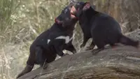 Das geheime Leben der Tasmanischen Beutelteufel