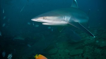 Sharks Gone Wild: Die unglaublichsten Hai-Clips