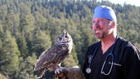 Dr. Ole: Tierarzt im Einsatz