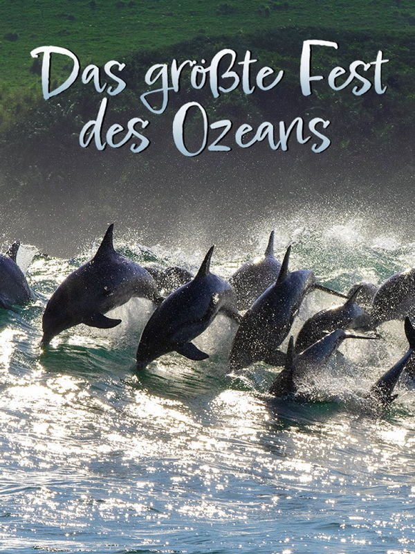 Das größte Fest des Ozeans