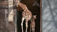 Zoo und so - Tierisch wild!