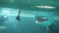 Akte Hai - Dem Raubtier auf der Spur