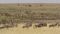 Die Nomaden der Serengeti