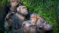 Schimpansen im Kongo mit Jane Goodall
