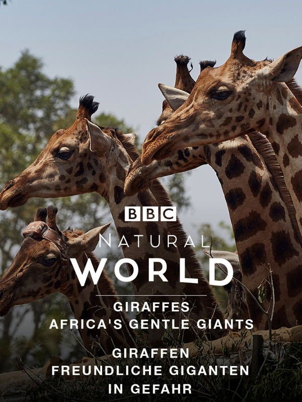 Giraffen -  Freundliche Giganten in Gefahr