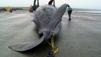 planet e.: Wale in Not - Sind die Meeressäuger noch zu retten?