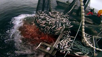 Das Verschwinden der Fische - Ein Ozean-Krimi 