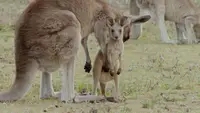Das geheime Leben der Kängurus