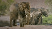 Die große Elefanten-Geschichte