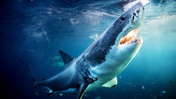 Sharks Gone Wild: Neue unglaubliche Hai-Clips