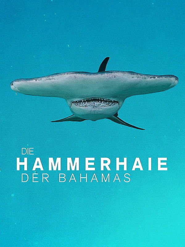 Die Hammerhaie der Bahamas