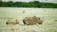 Tagebuch der Wildnis in Kenia