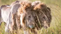 Die Dynastie der Löwen - Aufstieg und Fall des Marsh-Rudel