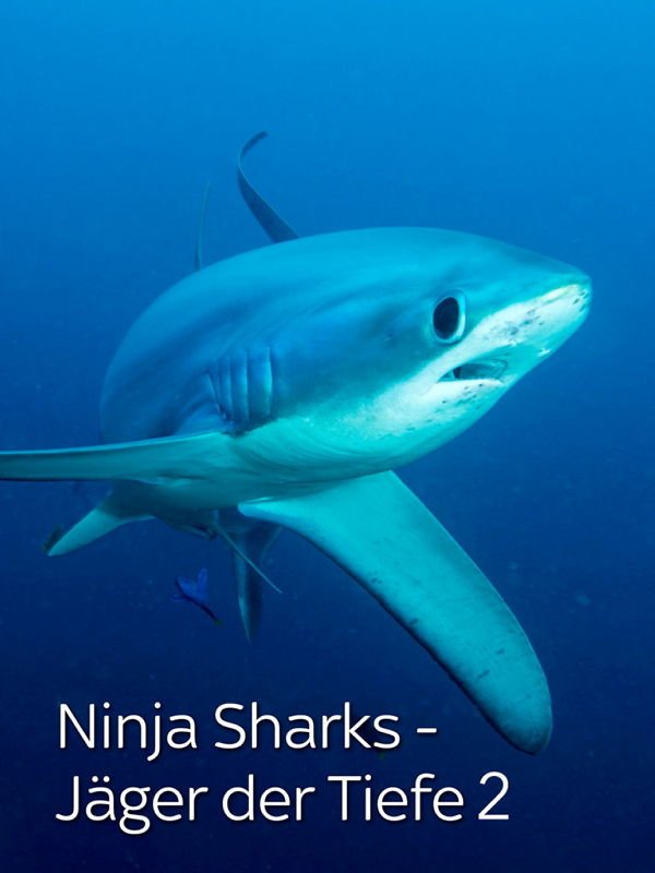 Ninja Sharks 2 - Neue Jäger der Tiefe
