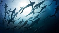 Lost Sharks - Die verschollenen Haie Südafrikas