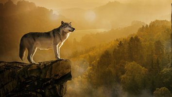Wölfe - Die Macht des Rudels
