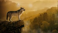 Wölfe - Die Macht des Rudels