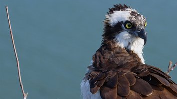 Fischadler: Ein Meeresraubvogel