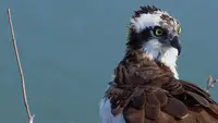 Fischadler: Ein Meeresraubvogel