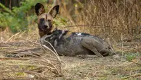 Wildhunde: Mit dem Rudel laufen